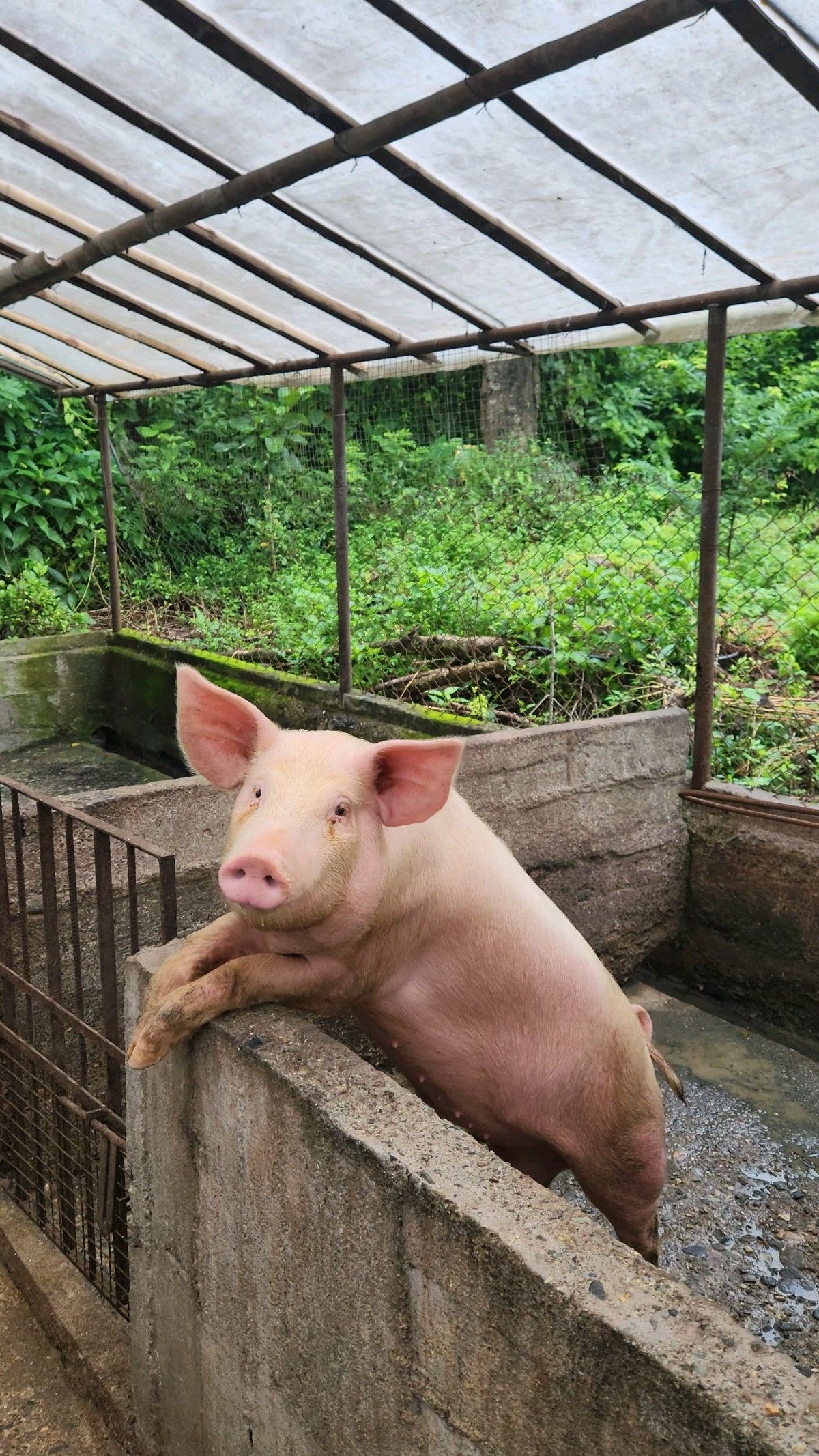 Livestock Asset