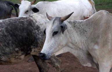 Livestock Asset