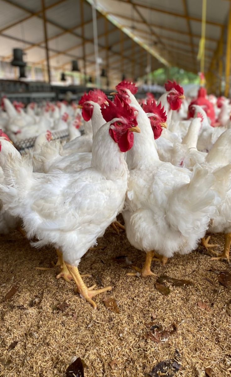Livestock Asset