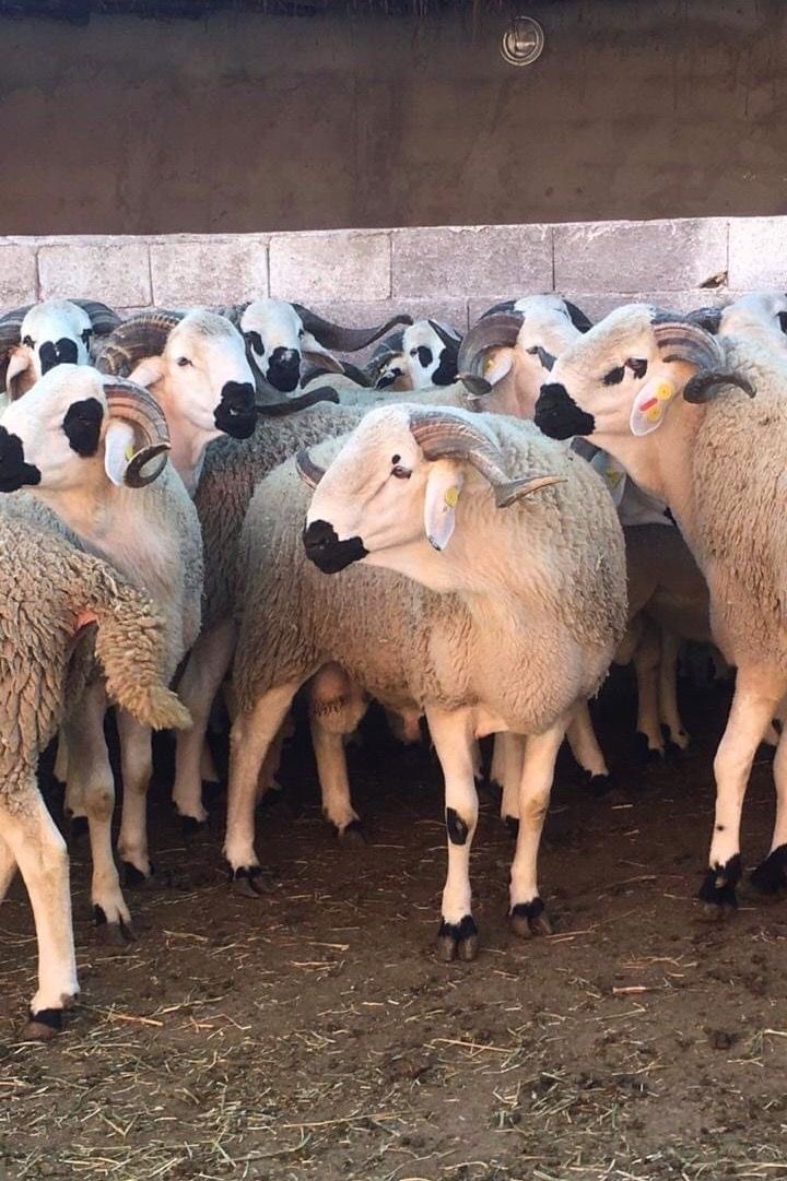Livestock Asset