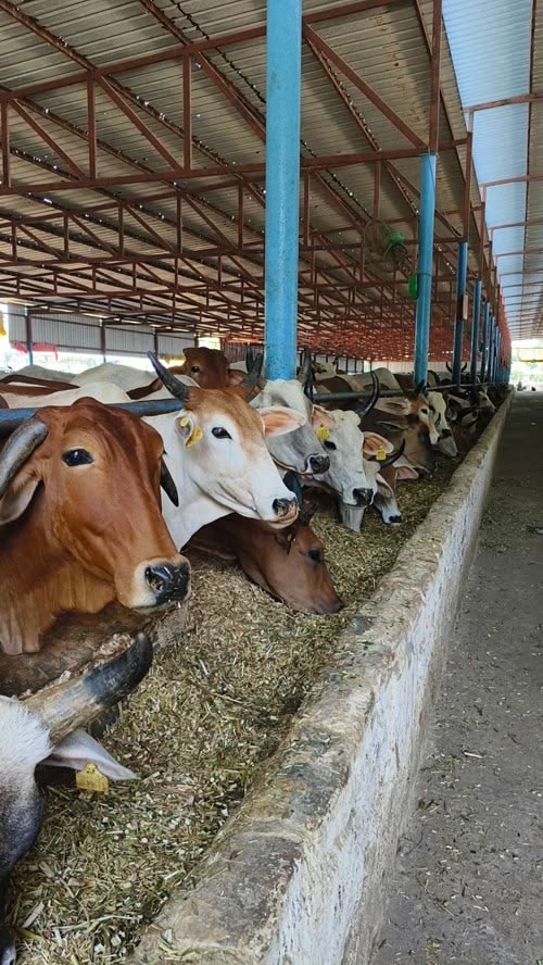 Livestock Asset