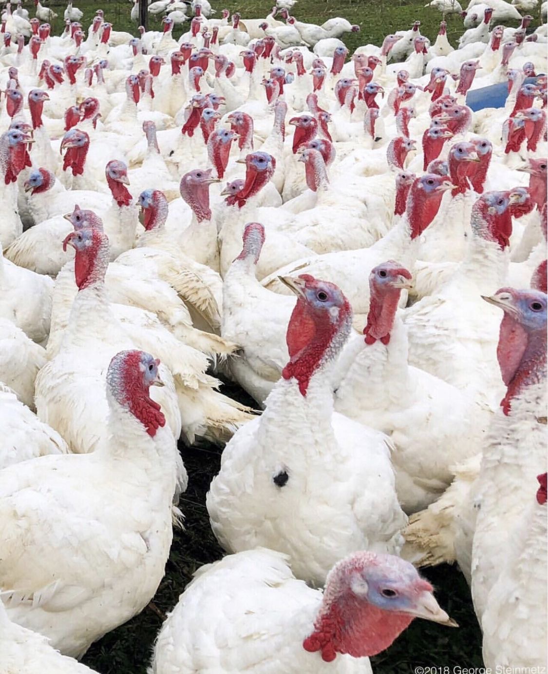 Livestock Asset