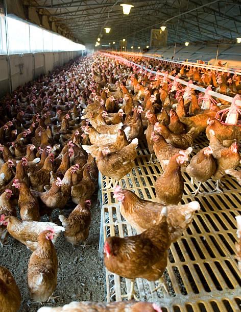 Livestock Asset
