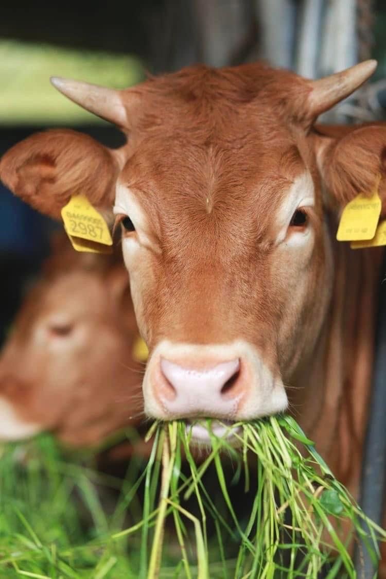 Livestock Asset