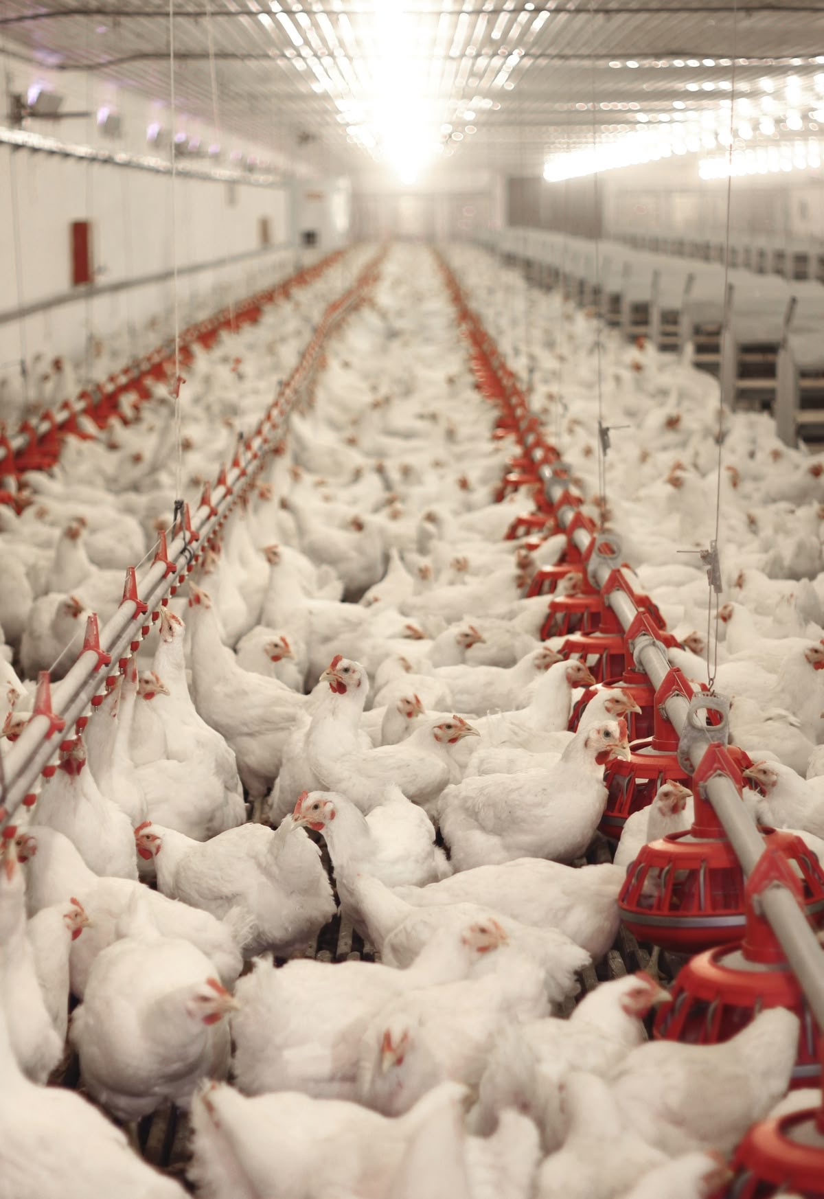 Livestock Asset