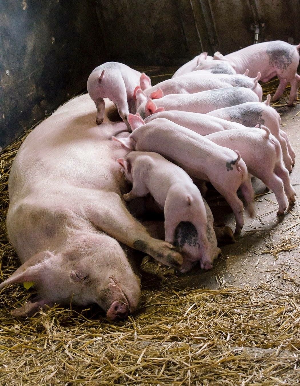 Livestock Asset