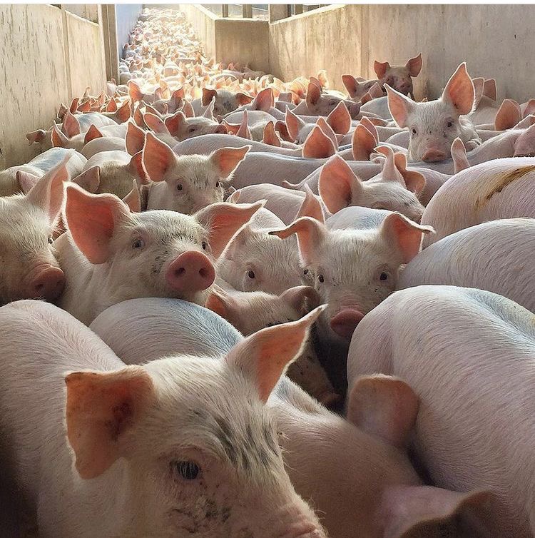 Livestock Asset