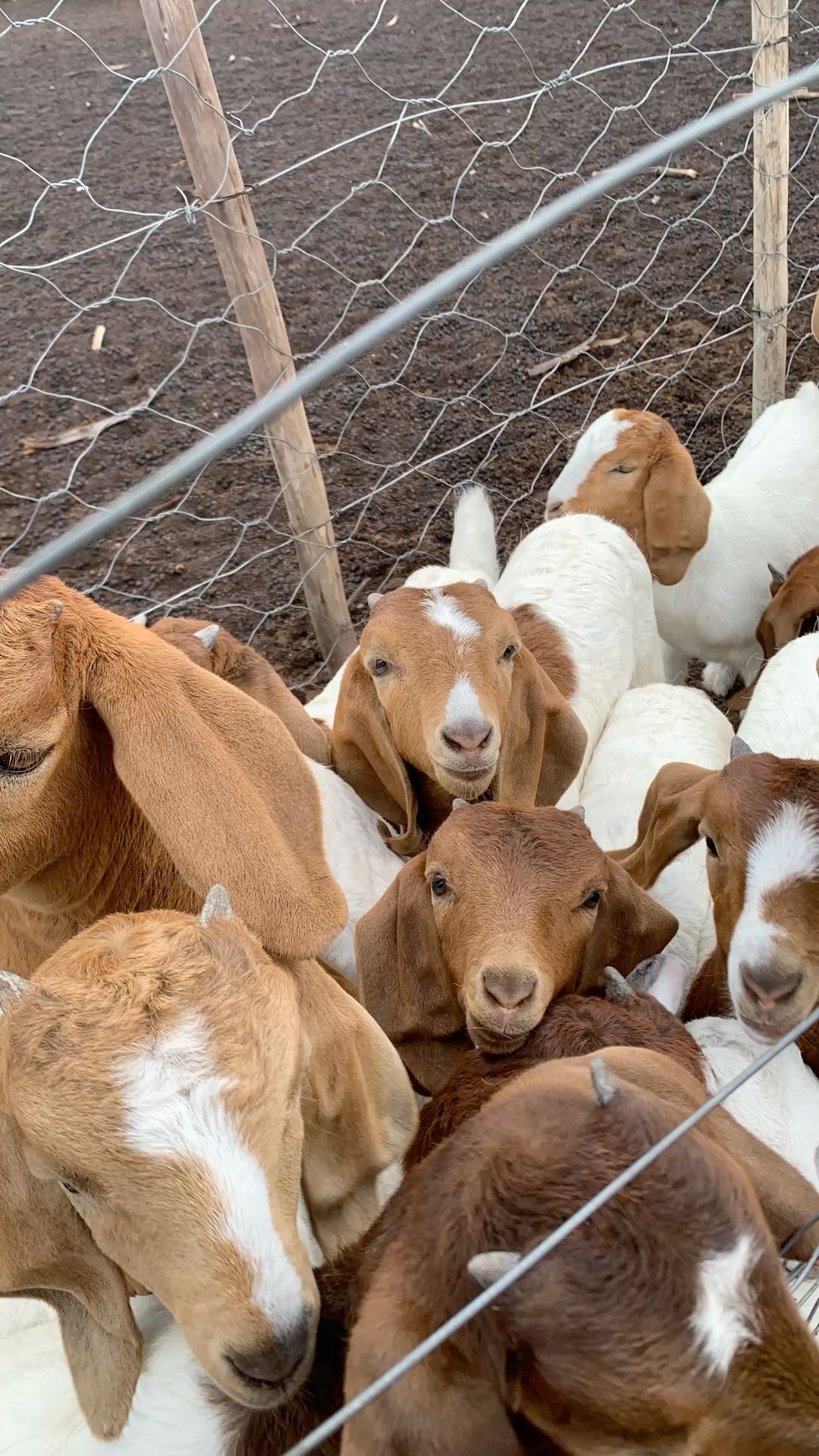 Livestock Asset